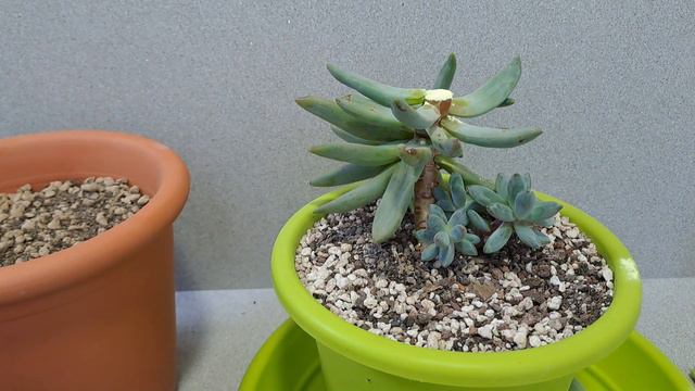 Graptosedum Francesco Baldi Triunfante Entre Decapitaciones Y Plantar Decapitadas.