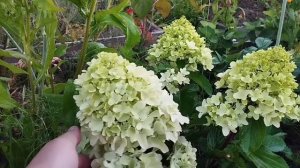 метельчатая гортензия little fresco