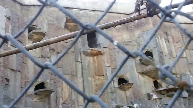 Московский зоопарк. Страшная птица!!! Грифы. смотреть онлайн