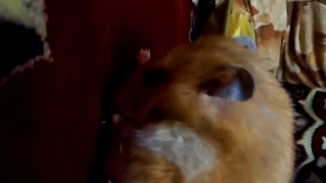 весёлый хомяк смотреть онлайн