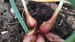 Лук шалот семейный сорокозубка (сорт 28)