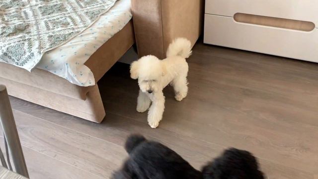 ОДИН ПУДЕЛЬ ХОРОШО А ДВА ЕЩЁ ЛУЧШЕ🖤🤍 смотреть онлайн