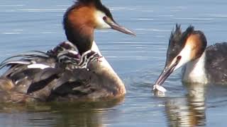 Чомги (Podiceps Cristatus) с птенцами