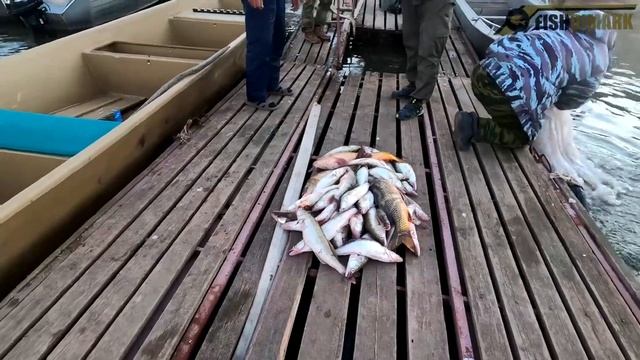 Ловля судака, сазана, сома. Отличный клёв! Рыбалка в Астрахани, Банк Бахтемир. 21-28 сентябрь 2021г смотреть онлайн