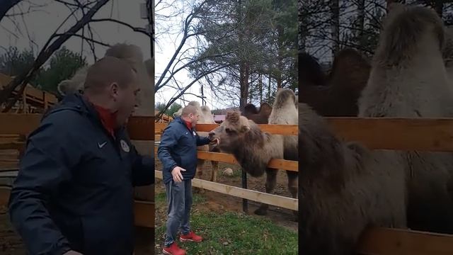 Верблюд съел руку. Смотреть до конца смотреть онлайн