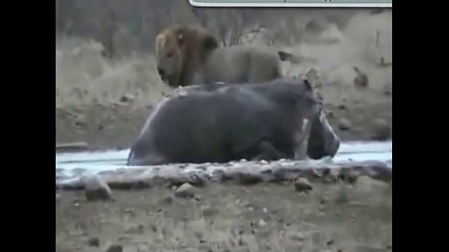 охота хищников в стае смотреть онлайн