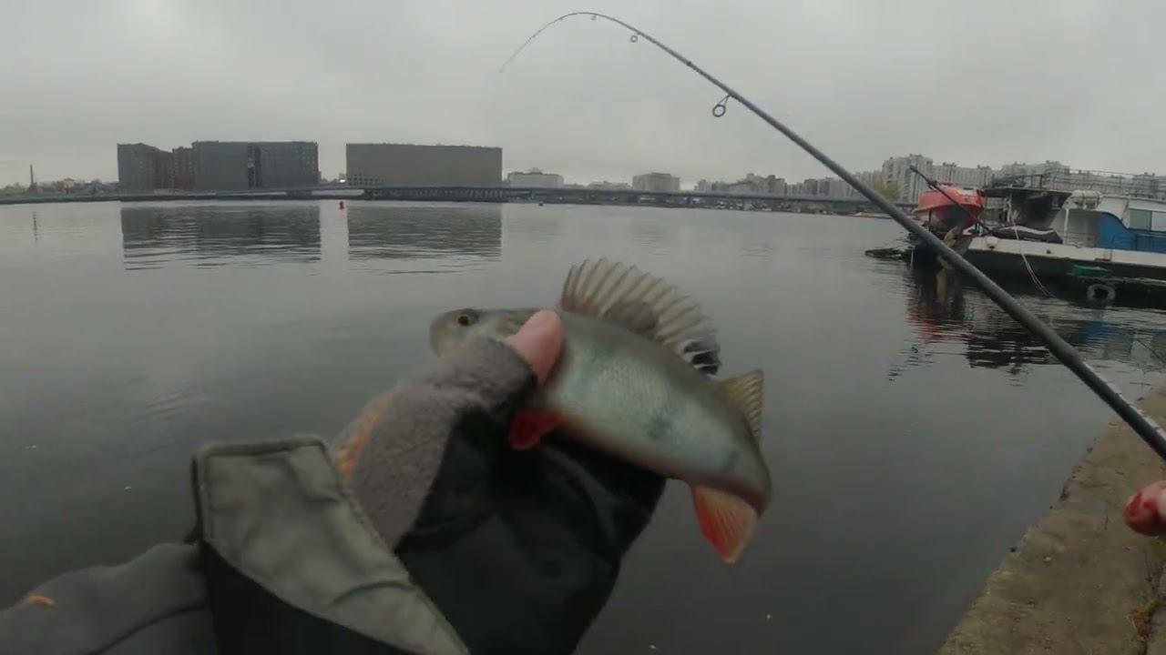 #388 Streetfishing Нашли стаю окуня