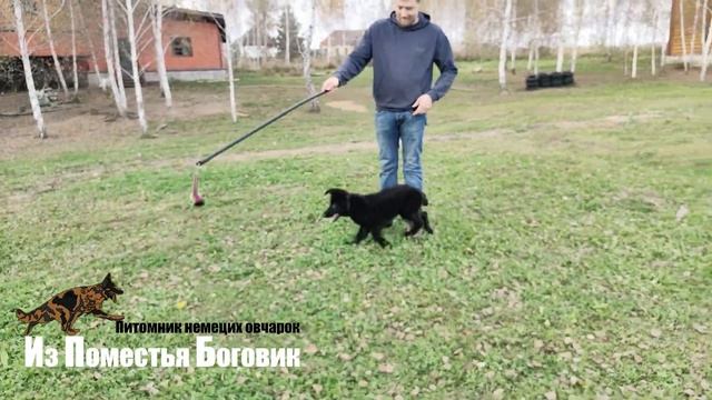 ДИАМАНТ ИЗ ПОМЕСТЬЯ БОГОВИК (4 месяца) - щенок ДШ черной немецкой овчарки смотреть онлайн