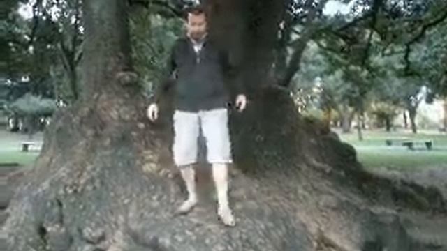 Деревья гиганты омбу в парке Лесама, Буэнос Айресе,Аргентина смотреть онлайн