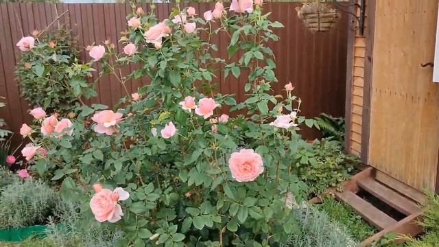 Эту РОЗУ от MASSAD РЕКОМЕНДУЮ для ПОДМОСКОВЬЯ!??? смотреть онлайн