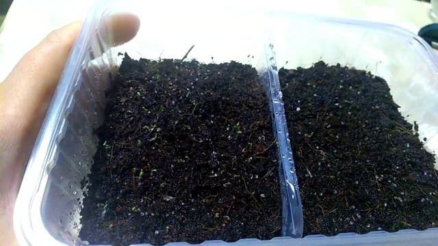 Земляника,первые всходы смотреть онлайн