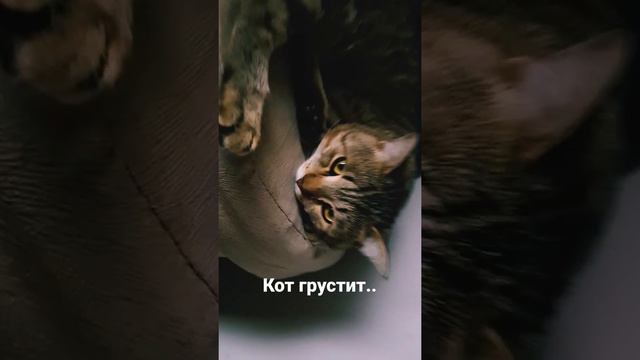 Грустный кот 🐱 😭😭💕 Котик плачет😭💞 смотреть онлайн