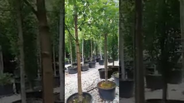 Betula papyrifera смотреть онлайн