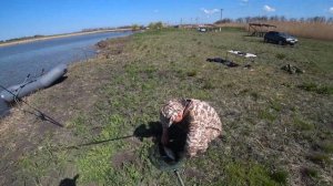 Как найти место ловли карпа! Открытие рыбалки на карпа! Бюджетный закрой. Карпфишинг без бабла!