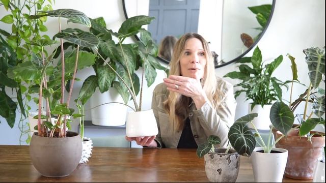 Alocasia Care For Beginners