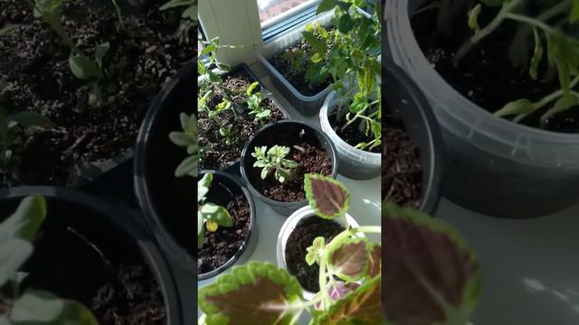 Рассада на подоконнике, что растёт. смотреть онлайн