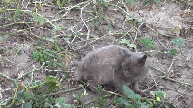 @Домашние коты. Огурцы – любимая пища кота смотреть онлайн