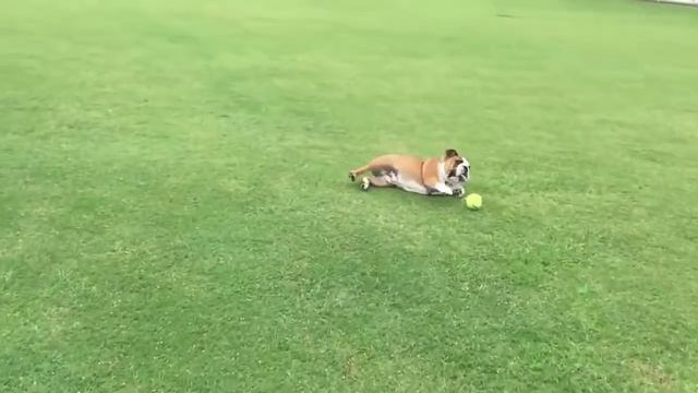 Бульдог не умеет приносить мячик смотреть онлайн