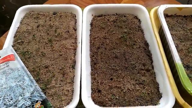 Цинерария Серебристая,Выращиваем из семян легко и просто без проблем 2 обзор всходов. смотреть онлайн