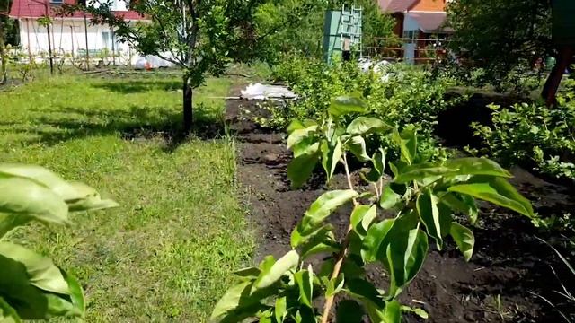 Борьба с монилиозом. Дополнительные внеплановые обработки. смотреть онлайн