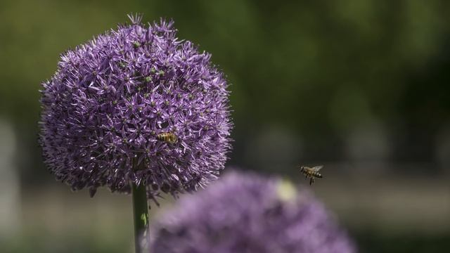 Jupiter-11A 135mm f4 Lens Review смотреть онлайн