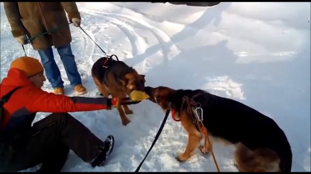 Элементы добычного поведения смотреть онлайн
