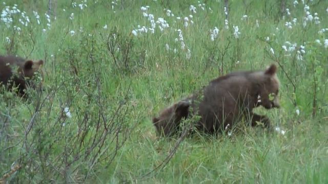 Brown bear cubs in Finland смотреть онлайн
