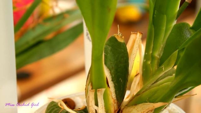 Orchid Q&A #17 - Happy sap, repotting Orchids, Neofinetia & more! смотреть онлайн