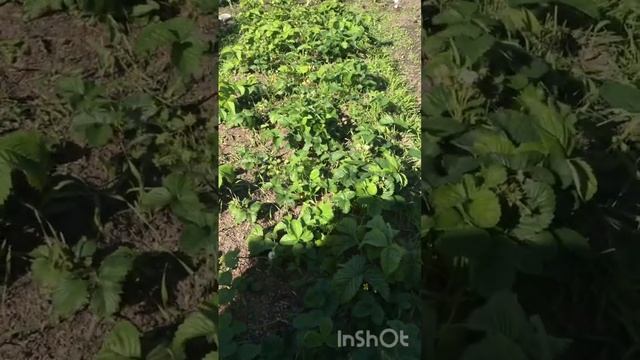 Дача,что растет и борьба с муравьями смотреть онлайн