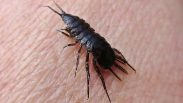 ЗАБЫТЫЙ ЖИВОЙ КОРМ. ВОДЯНОЙ ОСЛИК. Asellus aquaticus смотреть онлайн
