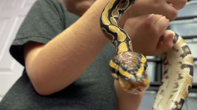 Bradys Bug Show - Special Snake Editions! (Ball Pythons) смотреть онлайн