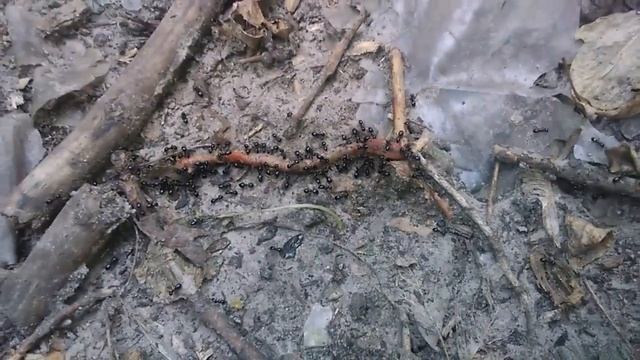 Lasius fuliginosus и дождевой червь смотреть онлайн