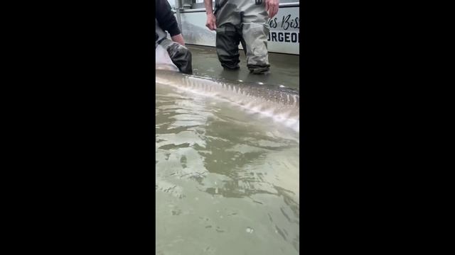 огромный осётр #Shorts