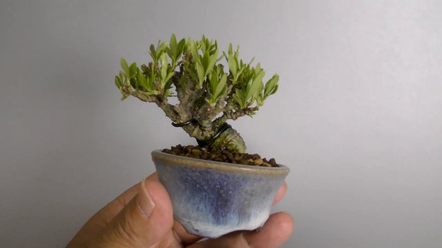 クチナシ盆栽-O1（梔子盆栽）Gardenia jasminoides bonsai смотреть онлайн