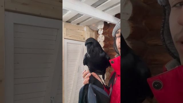Сомневаетесь, что он не понимает меня? #animal #raven #воронгоша #crow смотреть онлайн
