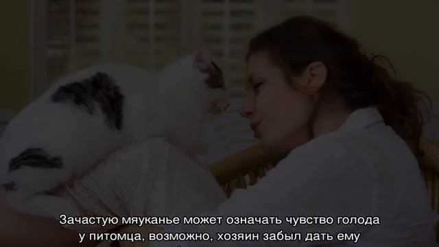 Как понять, что кошка тебя любит — признаки чувств питомца смотреть онлайн