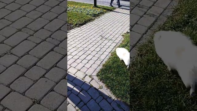Бел Клуб Белучи, 7 месяцев, парк смотреть онлайн