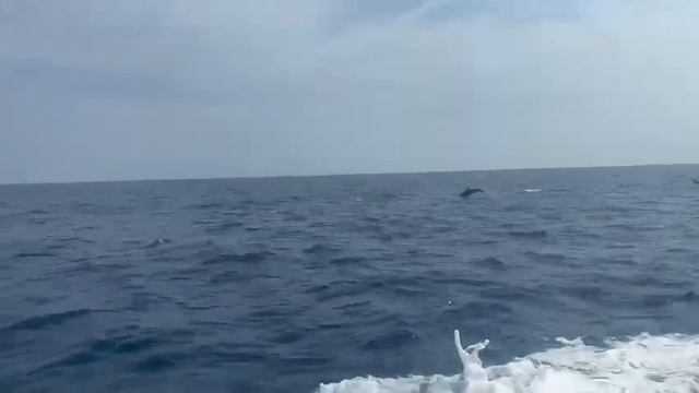 дельфины резвятся на Мальдивах. Дочь прислала это видео смотреть онлайн