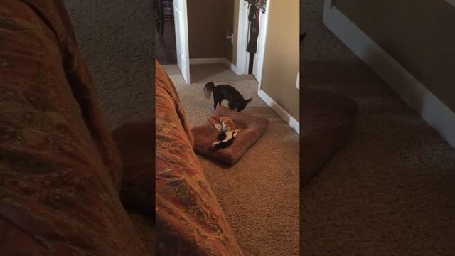 Frisky business смотреть онлайн