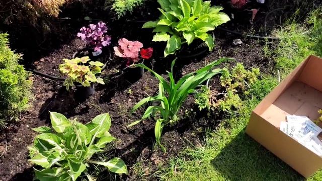 Мой рабочий день садовником. Туи, гейхеры, барбарисы. ландшафтный дизайн. Сад. смотреть онлайн