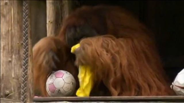 Orangutan Predicts German Soccer Cup Final Winner смотреть онлайн