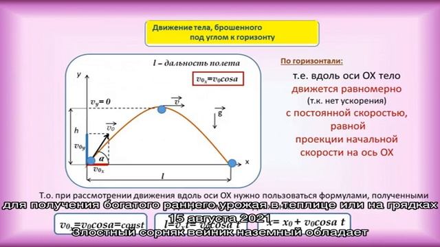 Несложное размножение черноплодной рябины смотреть онлайн