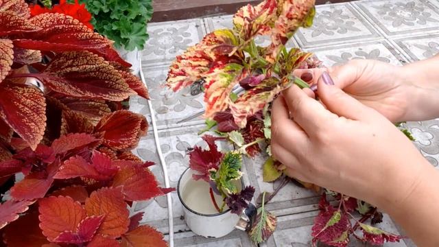 Черенкование колеусов.и как я их сохраняю в зиму. смотреть онлайн