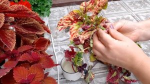 Черенкование колеусов.и как я их сохраняю в зиму.