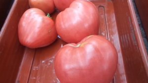 ТОМАТ БАТЯНЯ   КРУПНЫЙ, КРАСИВЫЙ, СЛАДКИЙ! РЕКОМЕНДУЮ! Ольга Чернова