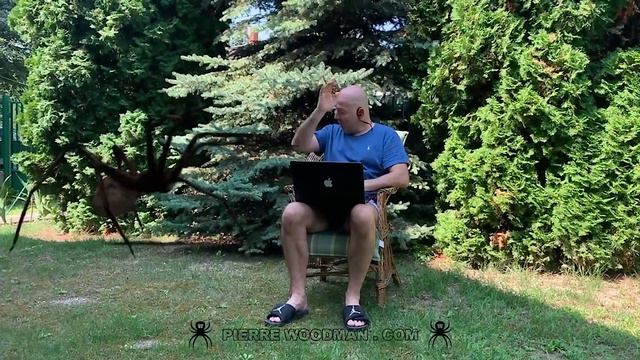 Woodman and his Spider смотреть онлайн