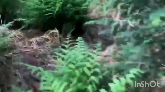 Топ 5 сиреноголовых снятые на камеру!