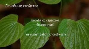 Все о траве Диоскорея ниппонская от Здравницы Полынь