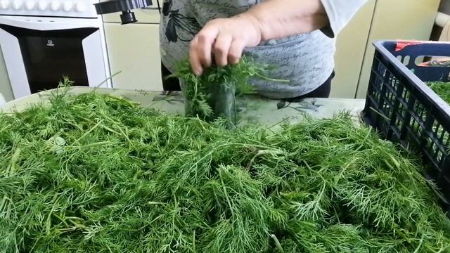 Как заготовить зелёный укроп на зиму. Переработка и хранение, при полном сохранении полезных свойст смотреть онлайн