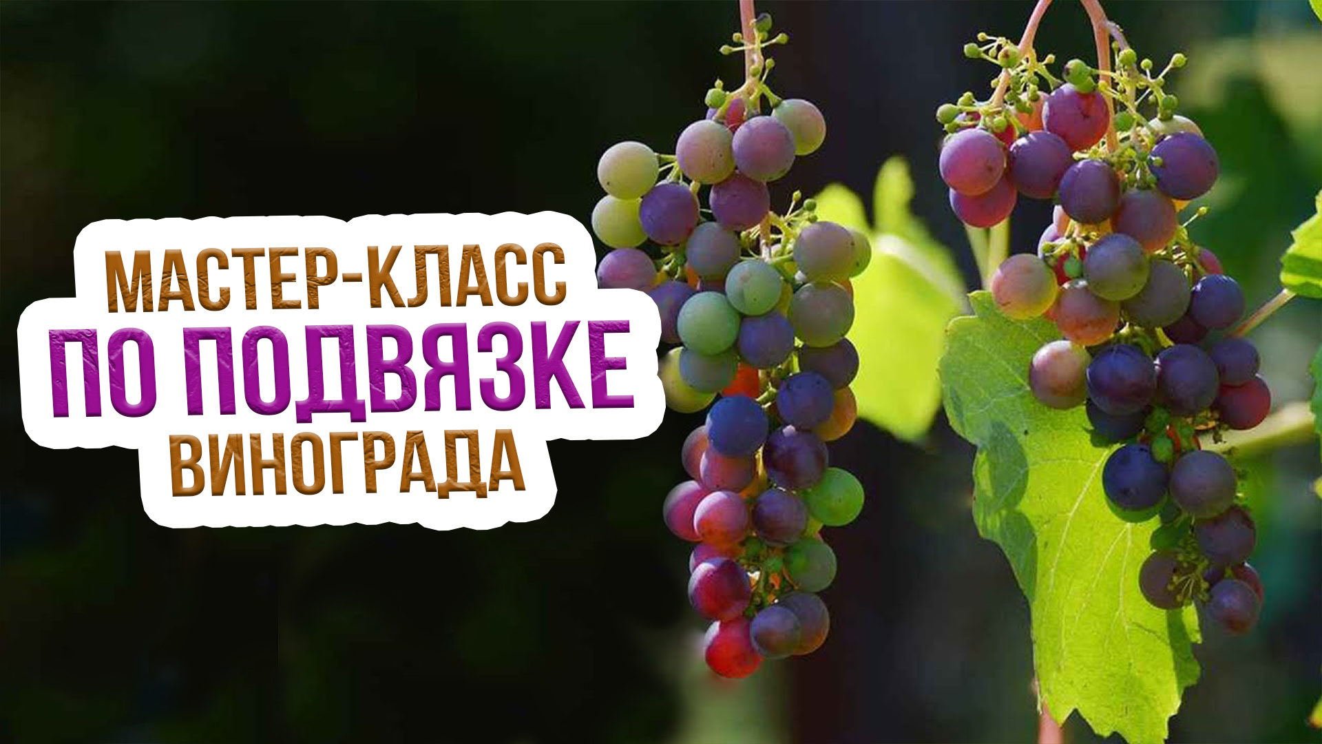 Подвязка винограда для начинающих - мастер - класс! Как правильно подвязать виноград? смотреть онлайн